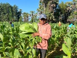 PAC Ansor Lenteng Kawal Penetapan Harga Tembakau, Pastikan Petani Sumenep Tak Merugi