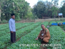 Kepala DKPP Sumenep Monev Pembibitan Tembakau Prancak 95, Pastikan Varietas Lokal Berkualitas